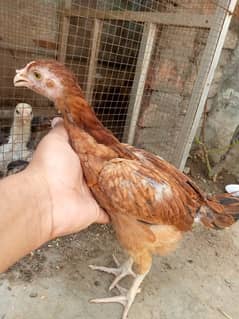 Burmi+ pakistani