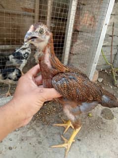 Burmi+ pakistani aseel pair