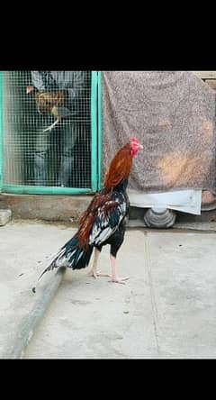 Aseel Murga Mianwali WhatsApp [03435808724]
