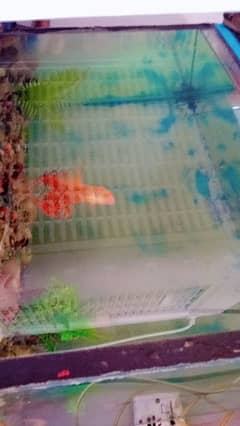 fish aquarium