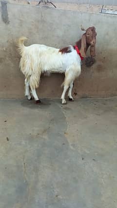 2 dant kasi bakra for sale