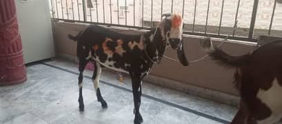 dasi bakra for sale