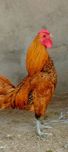 Heera aseel madi female, Golden Sebright male,