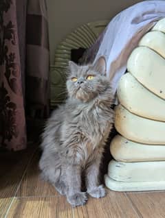 cat for sale