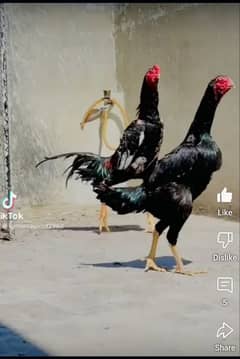 shamo