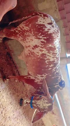 Qurbani