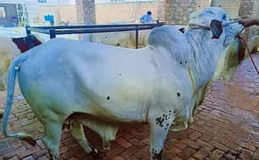 Qurbani bull | Bachra | desi bulls | Wehra | بچرا | qurbani 2025