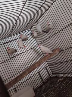 fawn jawa breeder pairs and exchange others birds