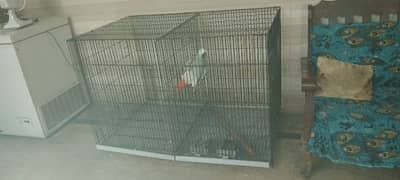 parrot