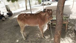 2 dant bachiyan hai mashallah healthy and active hai