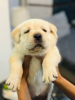 American Last female lab pupp