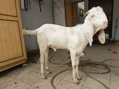 male two goat donda