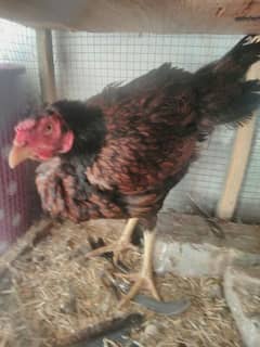 Pure aseel thai female hen for sale