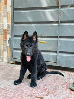 male puppy