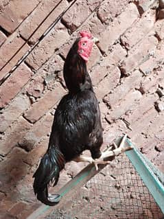 mianwali Aseel figure murga