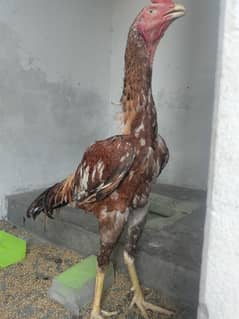 shamo aseel cross