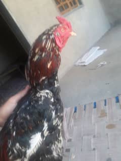 Aseel
