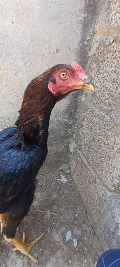 Aseel lassani male and chicks