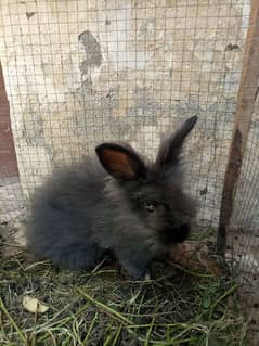 English Angri Rabbit