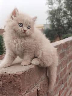 persian male kitten