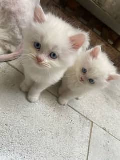 Persian kitten for urgent sale my WhatsApp number 03414863497