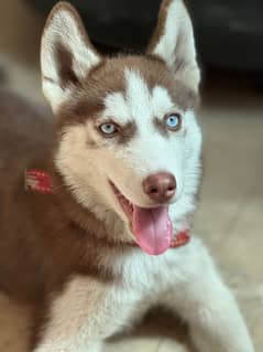 Huskey Lovers