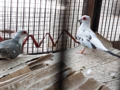 Diamond pied  dove