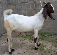 2 dant bakra for sale in good price
