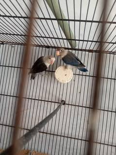 lovebird