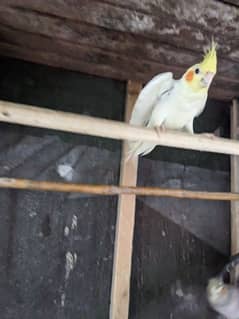 Parrot