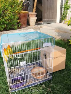 Beautiful Latino Lovebird Pair, 1 Year Old, Vibrant Orange & Yellow