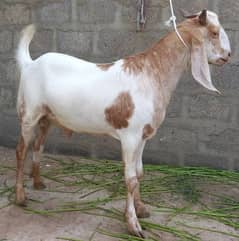 healthy and active bakra fir sale in good price