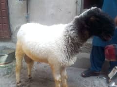 Chatra for sale