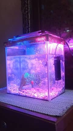 small fish aquarium