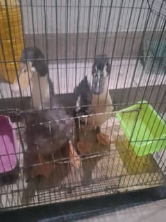 Duck's For sale