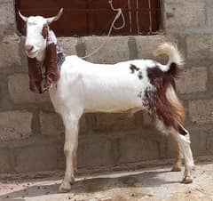 qurbani k bakra for sale munasib qeemat pr