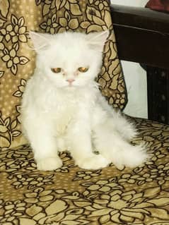 Urgent sale Persian cat