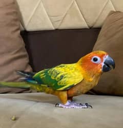 sun conure