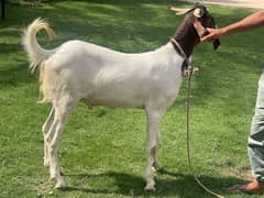 Qurbani Bakry