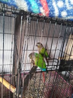 canour breeder pair