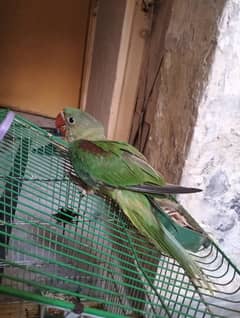 Raw Parrot
