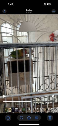 Lovebirds, Australian and Hogoromos, Adult pairs available