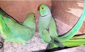 speaking parrots