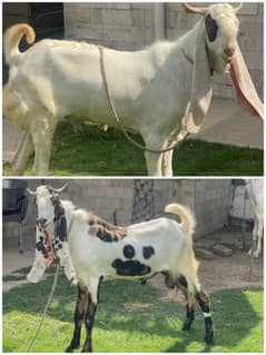 bakry for qurbani