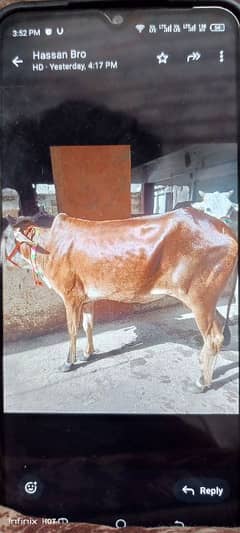 Qurbani k janwar