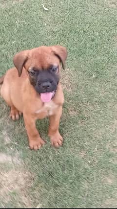 Bull mastiff puppies available for farm house's