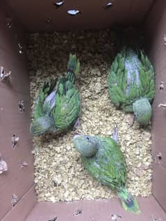 Babies