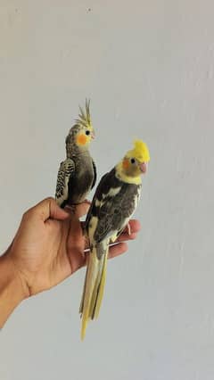 hand tame cocktails for sale