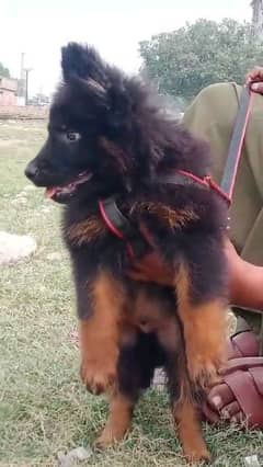 German shepherd puppies long coat my WhatsApp number 03001868066