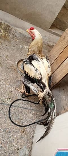 only male cock for sale